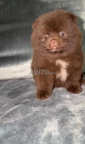 Spitz pomeranian