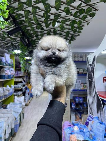 Spitz pomeranian