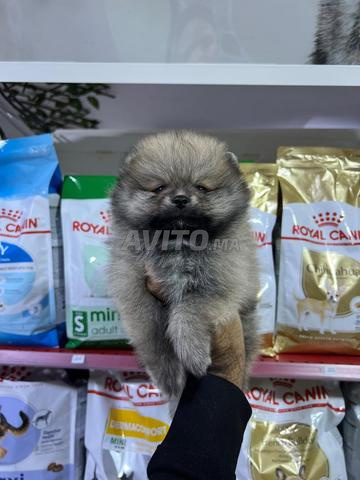 Spitz pomeranian