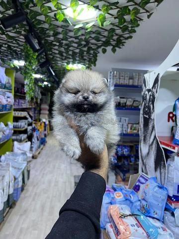 Spitz pomeranian