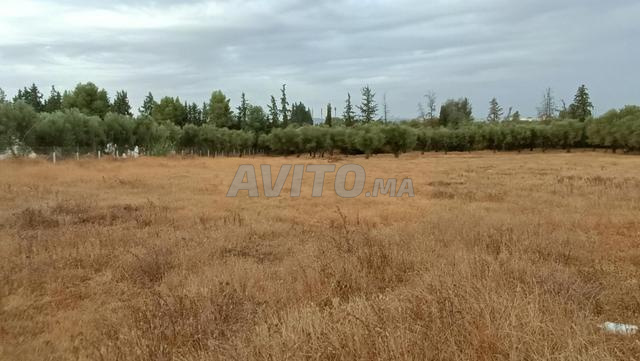 MEKNÈS, OUISLANE. TITRÉ 8800M². CONSTRUCTIBLE - 2