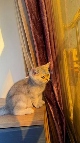 Femelle British Shorthair silver shaded disponible - 2