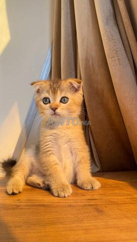 Mâle Scottish Fold Golden ny21 - 2