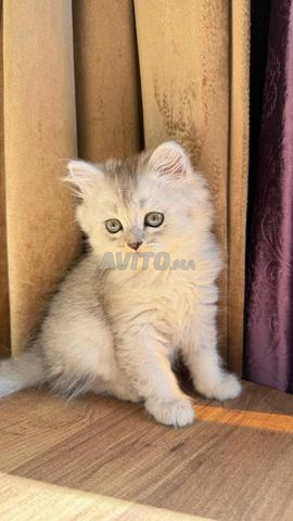 Mâle British silver shaded disponible - 2