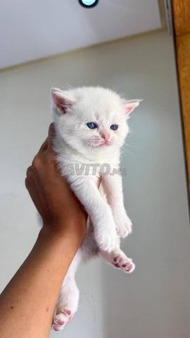Femelle British Shorthair - 2