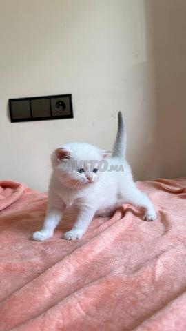 Femelle British Shorthair - 2