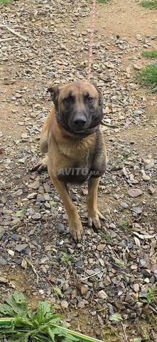 A vendre Malinois - 2