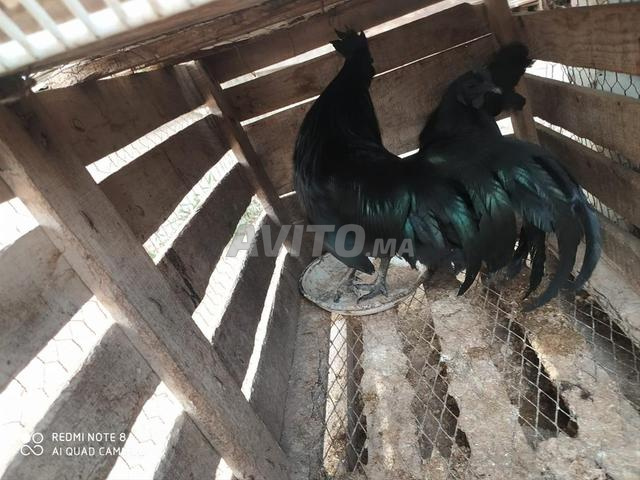 Poulets Simani noirs authentiques - 2