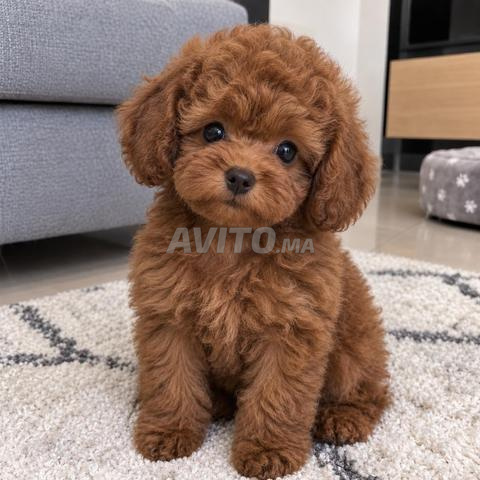 Caniche toy - 2