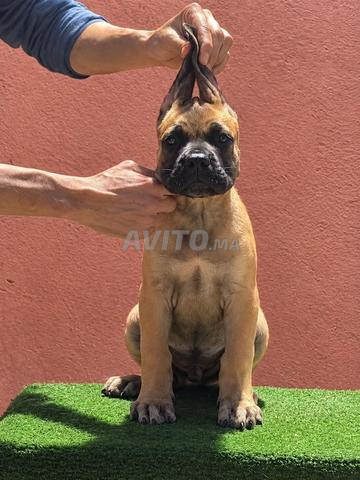 🐕 للبيع جرو كاني كورسو ذكر مع شهادة نسب