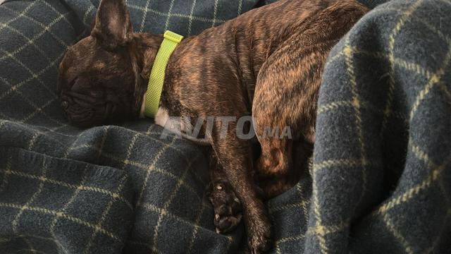 Vente bulldog Francais - 2