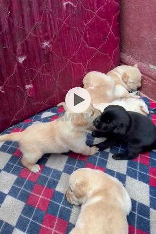 أنثى لابرادور سوداء