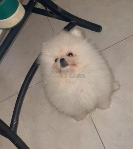 Petits chiens Spitz - 2