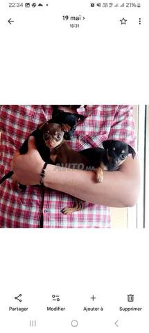 Chien de poche (Pinscher nain) pure race