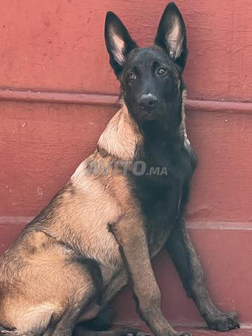 Vente chiot Malinois 3 mois - 2