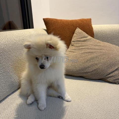Chien spitz - 2