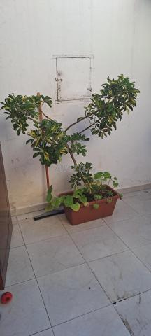 بيتوسبوروم - 2