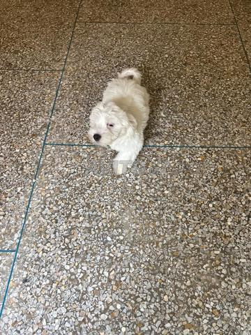 Chien race Bichon