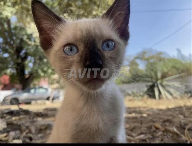 Chatte siamoise domestique encore jeune