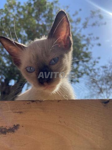 Chatte siamoise domestique encore jeune - 2