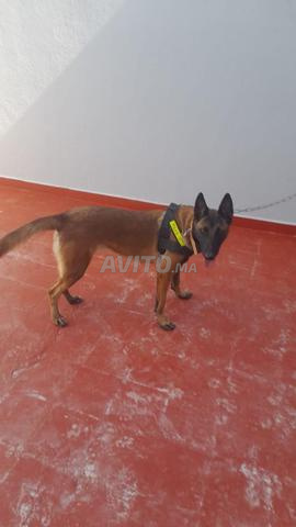 Chienne Malinois de 10 mois - 2