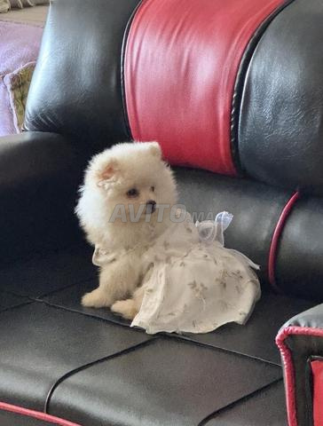Chiot Spitz Pom - 2