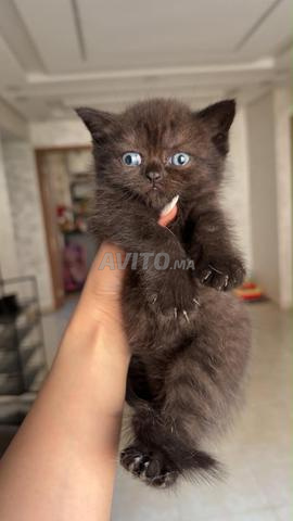 Scottish fold et straight - 2
