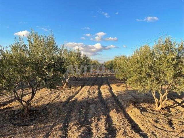 Ferme bio 6 ha titrée, 1000 oliviers – Khouribga - 2