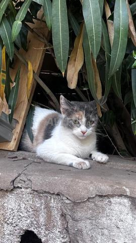 Mocha à vendre 🐱❤️