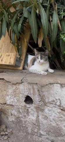 Mocha à vendre 🐱❤️ - 2