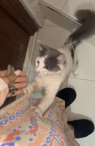 Mocha adopté (castré)