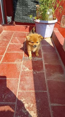 Chiot chihuahua poil long - 2