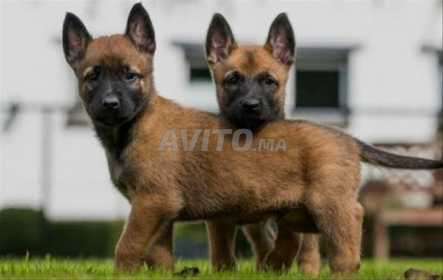 Chiots malinois