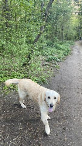 Femelle Golden Retriever - 2