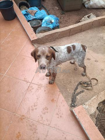 Chienne de chasse épagneul - 2