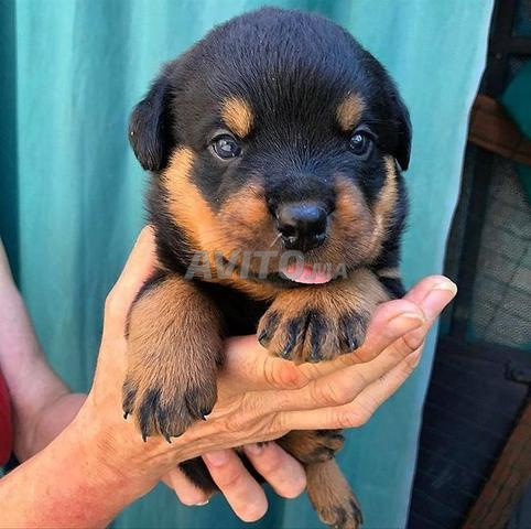 Magnifique portée de Rottweiler pedigree