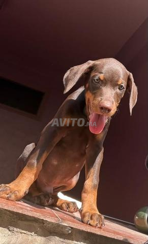 Doberman de 3 mois parents pedigree - 2