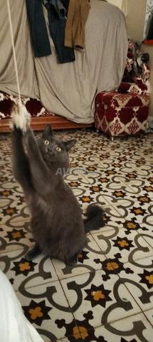 Chat Nebelung mâle pedigree castré et vacciné - 2