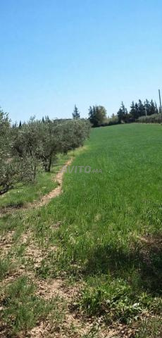 3 hectares À vendre à côté de l'aéroport d'Oujda