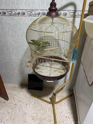 Cacatoès bien dressé avec sa cage - 2