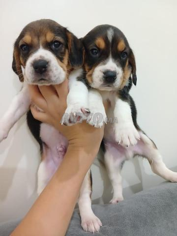 Chiot beagle - 2