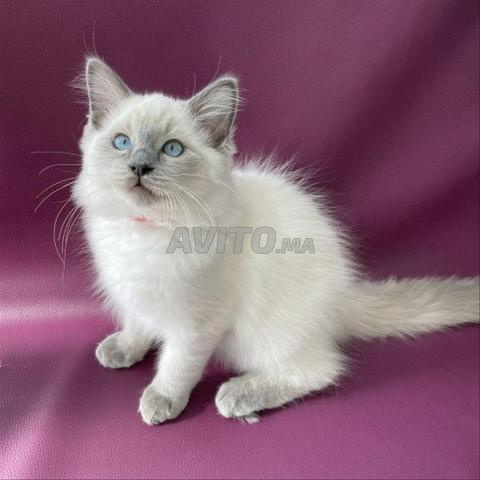 Le bébé chat Ragdoll - 2