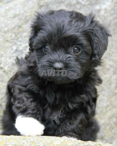 Magnifique bébé caniche noir - 2