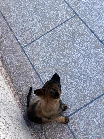 Chien malinois charboni avec carnet de vaccination - 2