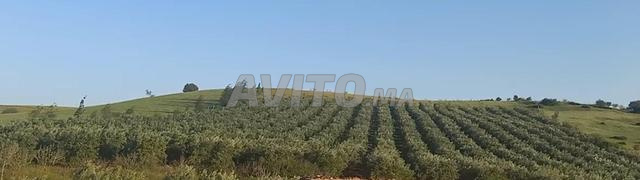 Olives de grande qualité - 2
