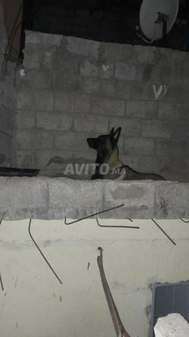 Malinois charbonné - 2
