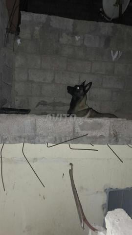 Malinois charbonné