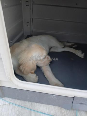Femelle golden retriever - 2