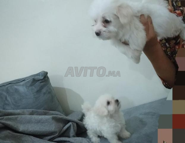Bichon maltais - 2