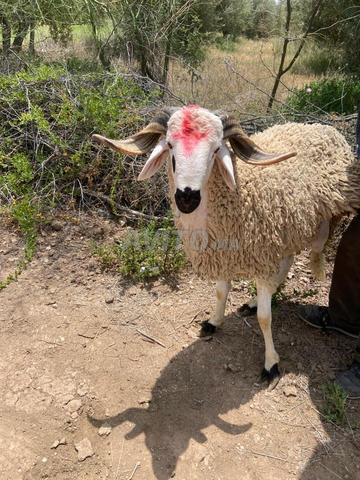 Celui qui a besoin d'un mouton approprié est le bienvenu